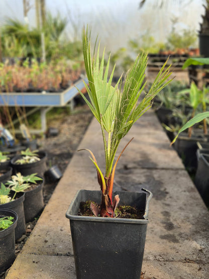Washingtonia robusta - Desert palm