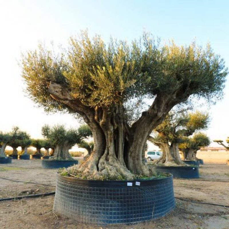 Olea europaea