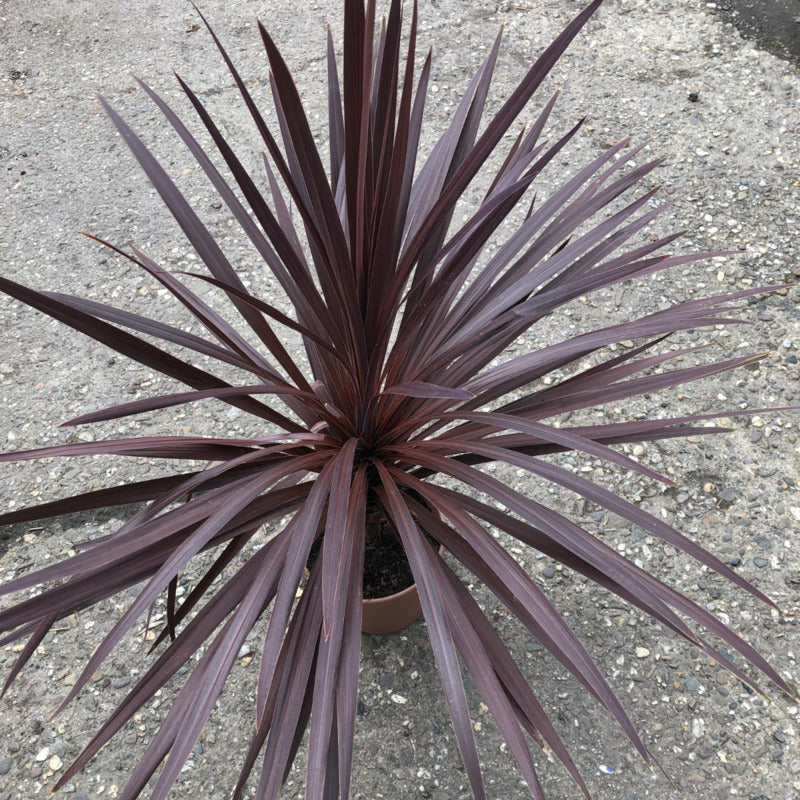 star palm plant Cordyline australis 'Red Star'