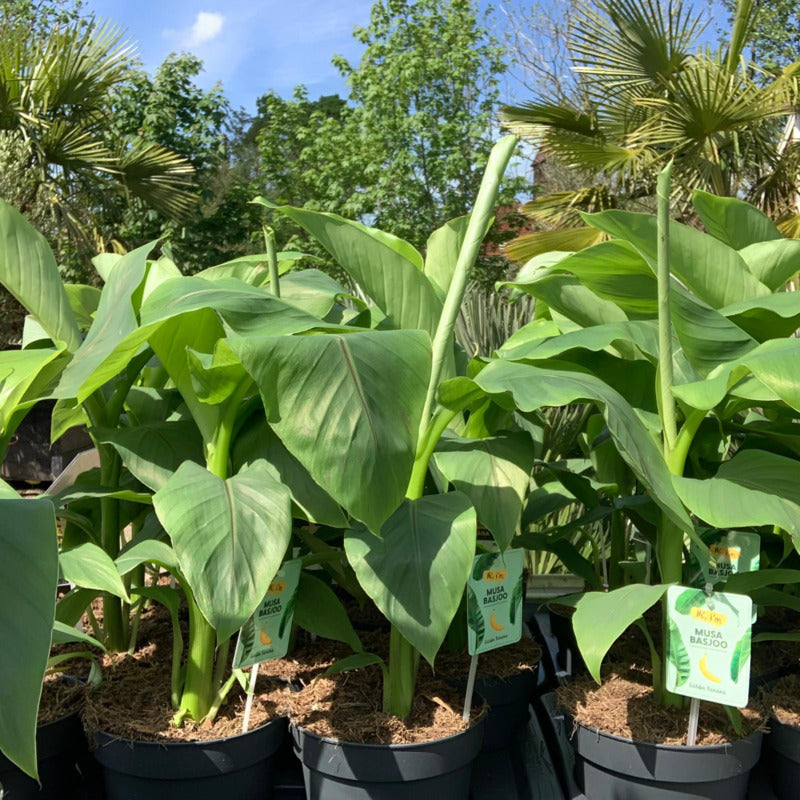 musa basjoo 10.5cm potted plant x 2 Musa basjoo - Japanese Fiber Banana