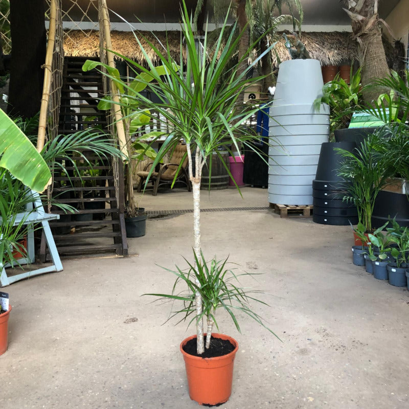 dracaena kopen Dracaena marginata – Teeninga Palmen