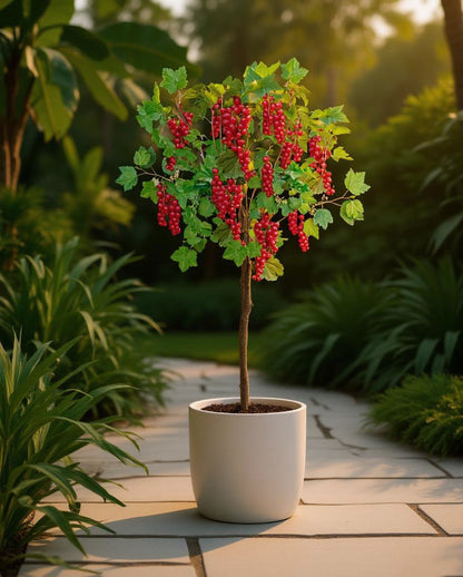 Ribes rubrum - Roter Johannisbeerstrauch - Bio