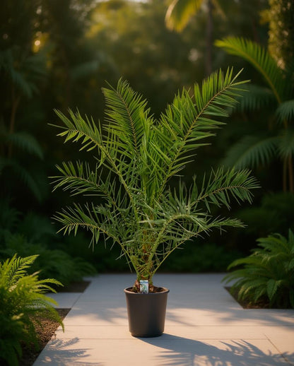 Phoenix canariensis - Kanarische Dattelpalme