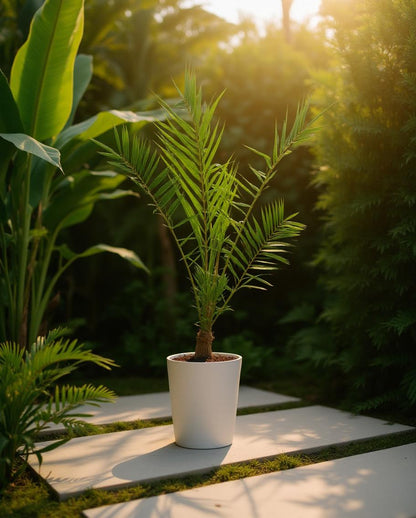 Phoenix canariensis - Kanarische Dattelpalme
