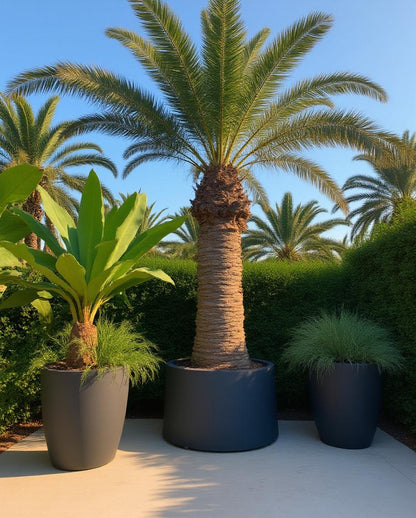 Phoenix canariensis - Kanarische Dattelpalme