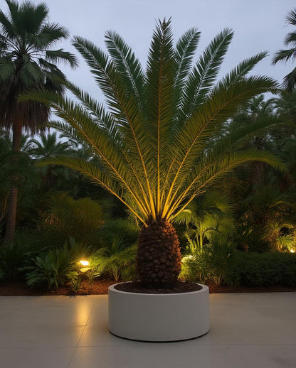 Phoenix canariensis - Kanarische Dattelpalme