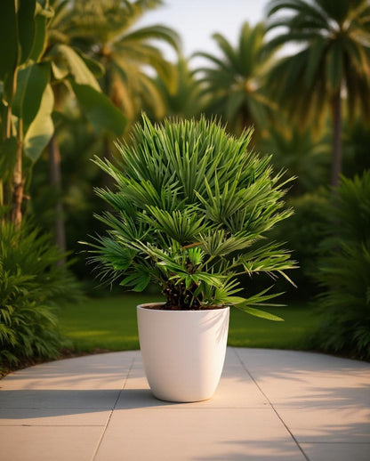 Chamaerops humilis Vulcano - Europäische Zwergpalme