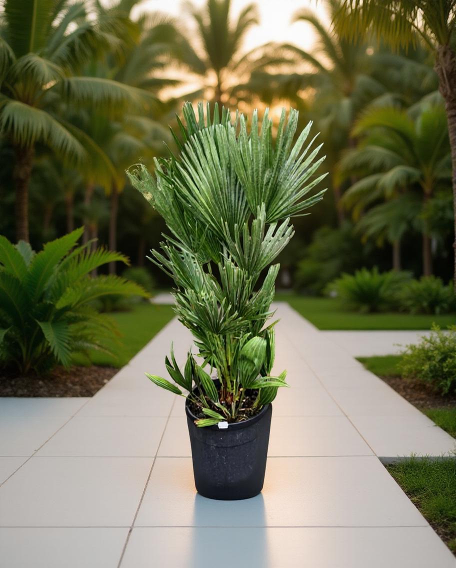 Chamaerops humilis Vulcano - Europäische Zwergpalme