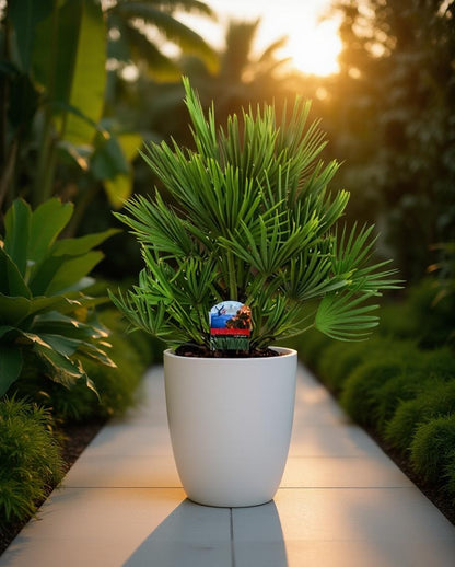 Chamaerops humilis Vulcano - Europäische Zwergpalme