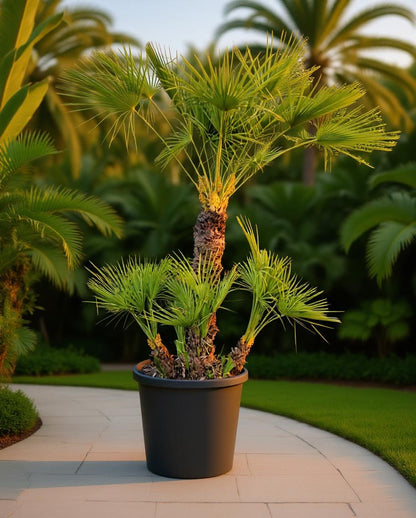 Chamaerops humilis - European Dwarf Palm