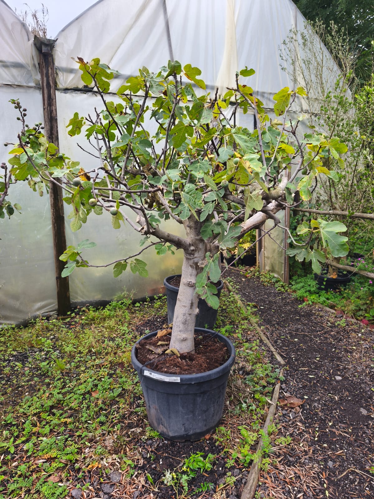 Ficus carica 'Brown Turkey' - Fig tree