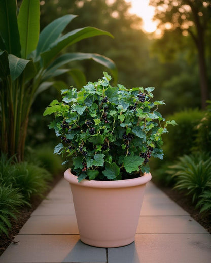 Ribes nigum - Blackcurrant Plant