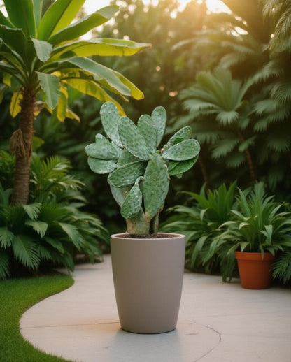 Opuntia indica - Feigenkaktus/Scheibenkaktus