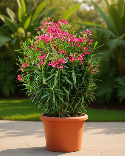 Nerium oleander - Oleander plant - Various colours