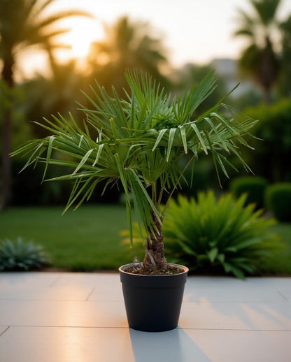 Trachycarpus fortunei - Fan palm