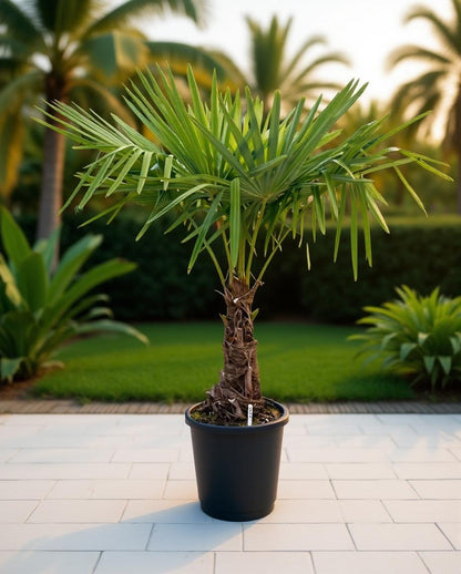 Trachycarpus fortunei - Fan palm
