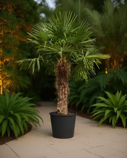 Trachycarpus fortunei - Fan palm