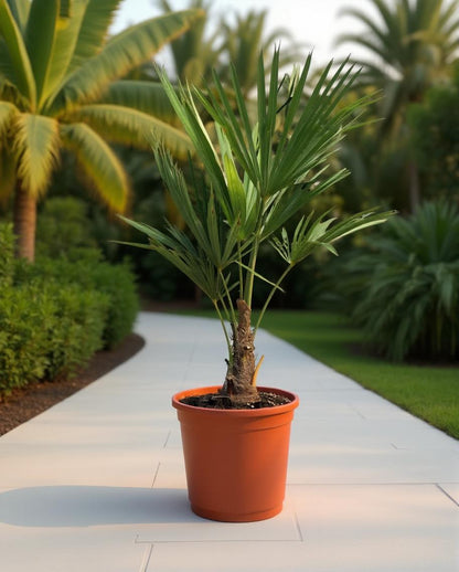Trachycarpus fortunei - Fan palm
