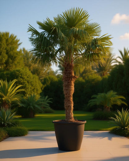 Trachycarpus fortunei - Fan palm