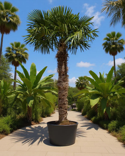 Trachycarpus fortunei - Fan palm