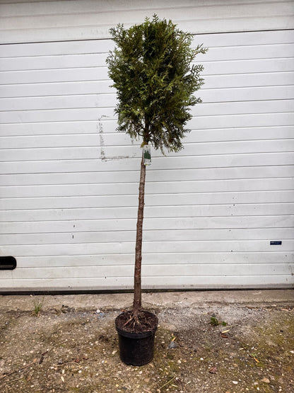 Thuja - Levensboom