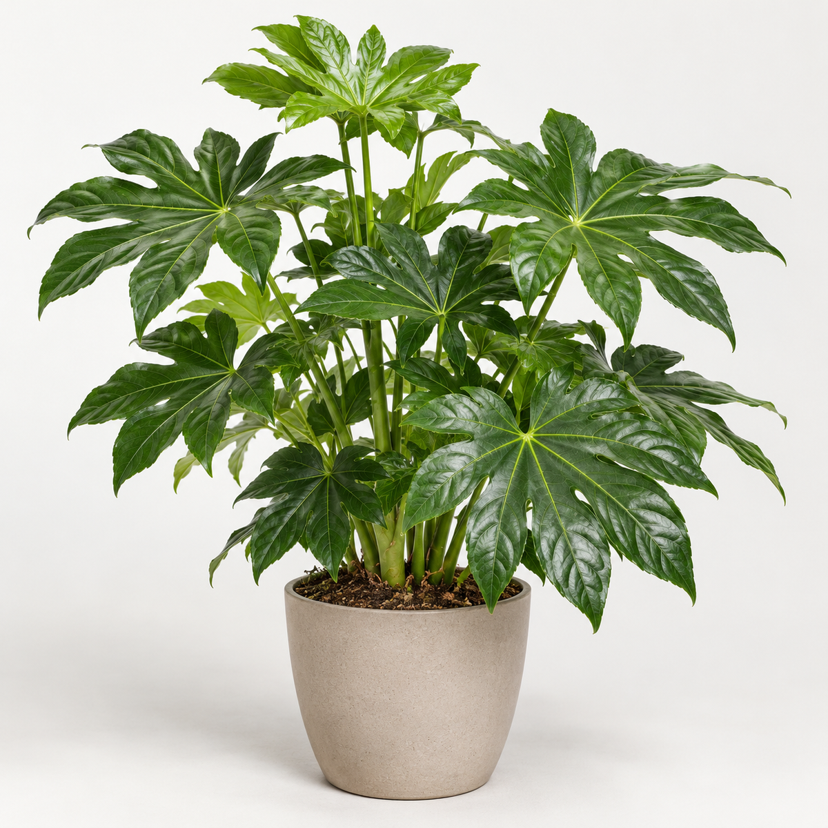 Fatsia japonica volledige plant in beige pot