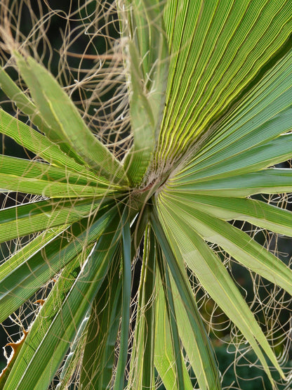 Trachycarpus fortunei - Fächerpalme