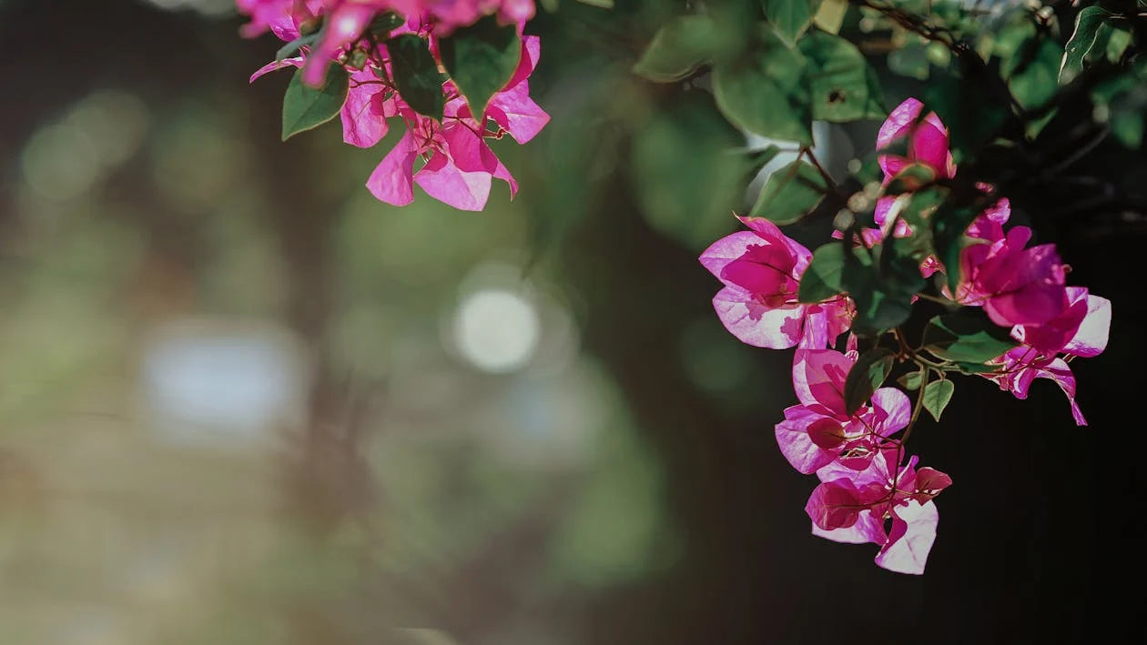 Bougainvillea