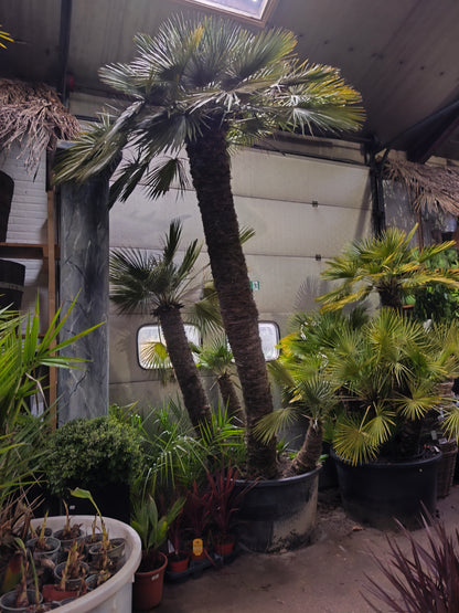 Chamaerops humilis - Europäische Zwergpalme