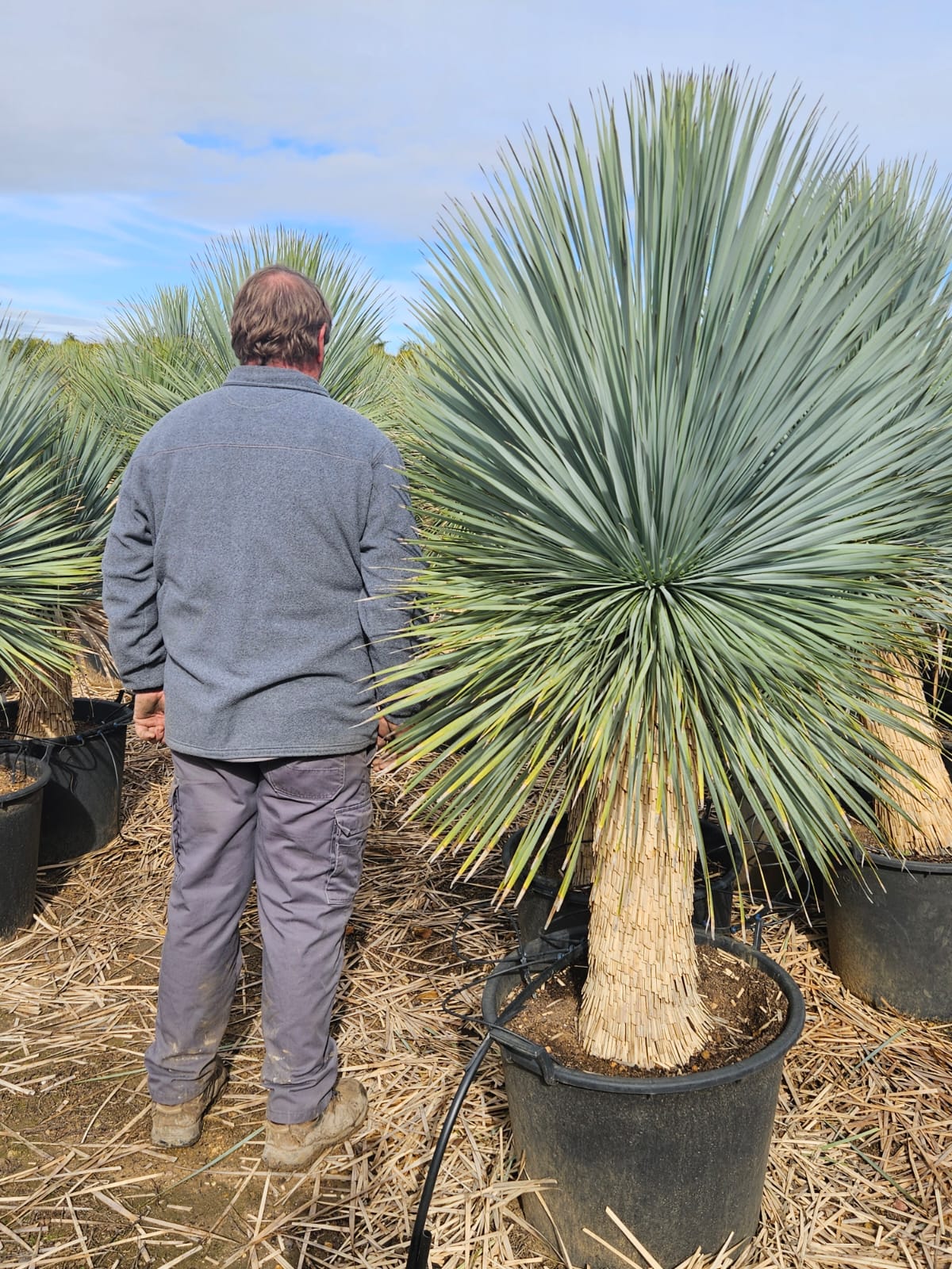 Yucca rostrata - Palmlilie 