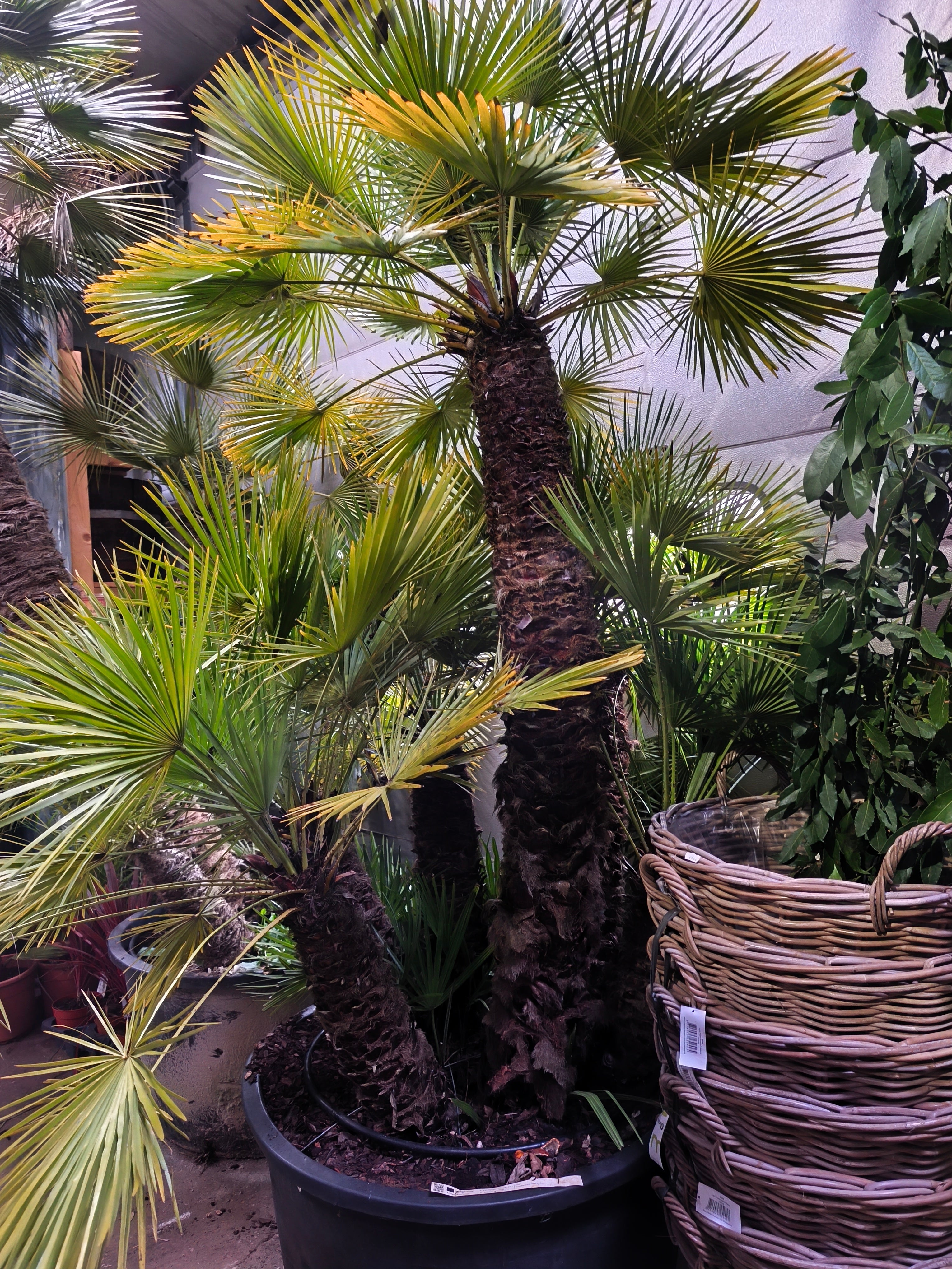 Chamaerops humilis - Europäische Zwergpalme