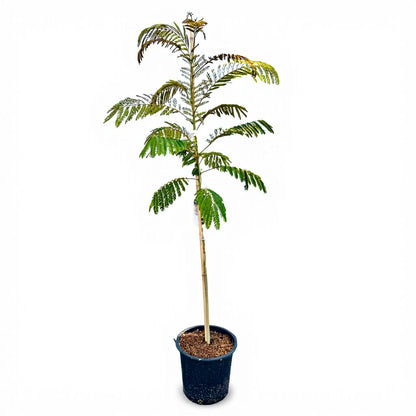 Albizia julibrissin - Perzische Slaapboom