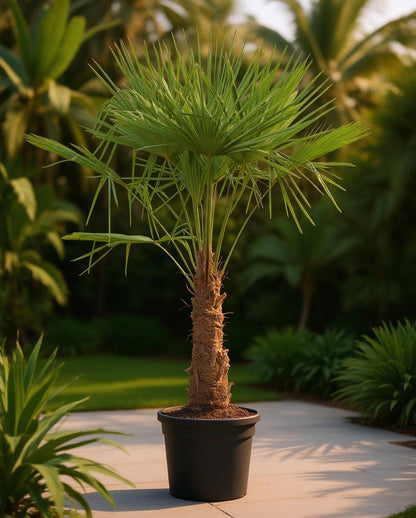 Trachycarpus fortunei - Waaierpalm