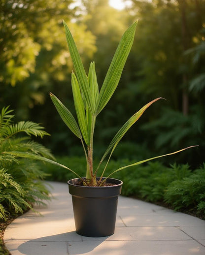 Trachycarpus fortunei - Waaierpalm