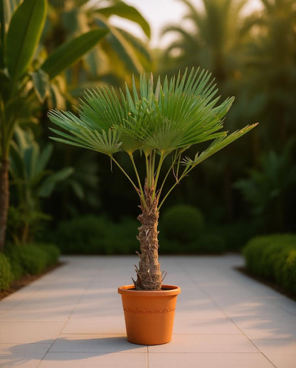 Trachycarpus fortunei - Waaierpalm