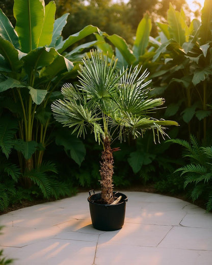Trachycarpus fortunei - Waaierpalm
