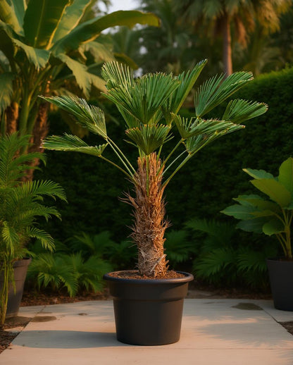 Trachycarpus wagnerianus - Chinese Waaierpalm